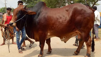 নারীরা কি কোরবানির পশু জবাই করতে পারবেন?