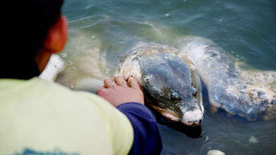 বায়েজিদ বোস্তামীর রহস্যে ঘেরা সেই কচ্ছপ!