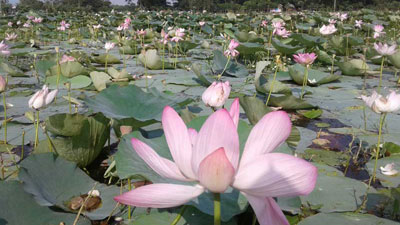 সৌন্দর্য আর শুভ্রতা নিয়ে হাজির ‘পদ্ম ফুল’