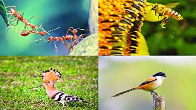 মহানবী (সা.) যে চার প্রাণী হত্যা করতে নিষেধ করেছে!