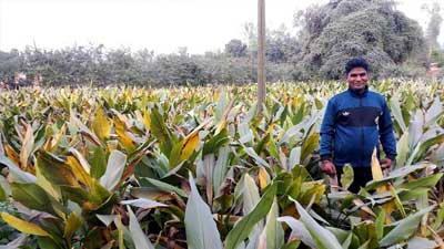 হলুদ চাষে বাম্পার ফলনের সম্ভাবনা