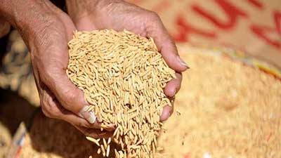 ধানের ১০ হাজার দেশি জাত বিলুপ্ত