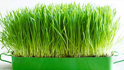 কচি গম চারার রস বিভিন্ন রোগের মহাওষুধ