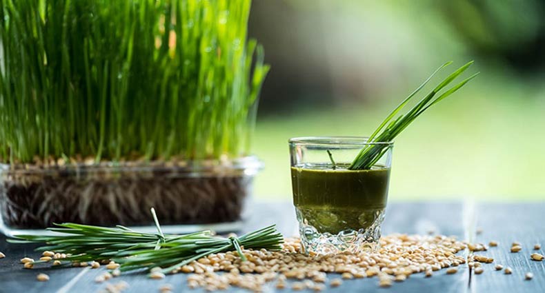 কচি গম চারার রস বিভিন্ন রোগের মহাওষুধ