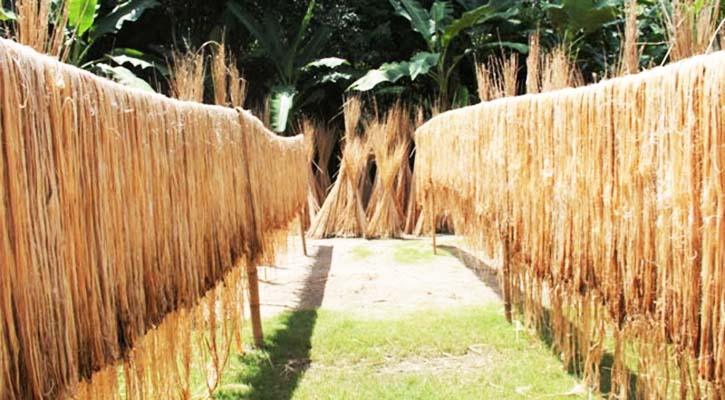 লক্ষ্যমাত্রার বেশি উৎপাদন পাট, দামে কৃষকে মুখে হাসি