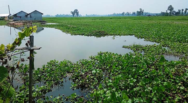 পীরগঞ্জে কৃষকের স্বপ্ন পানির নীচে 