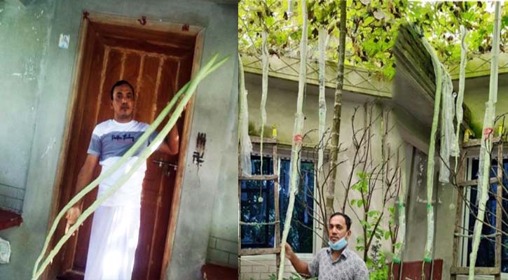 বাড়ির আঙিনায় ১০ ফুট লম্বা চিচিঙ্গা