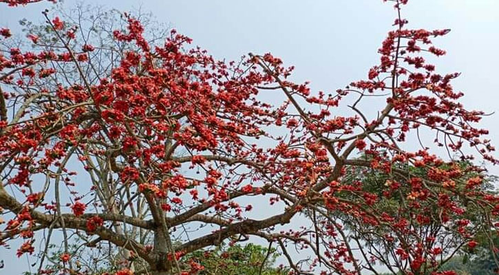শিমুল ফুলে প্রকৃতি সেজেছে নতুন রূপে