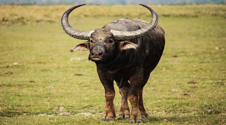 সিঁধ কেটে মহিষ চুরি