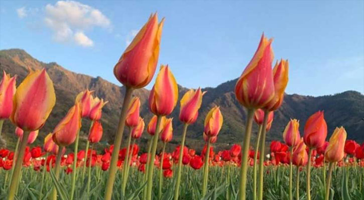 জান্নাতের নাজনিয়ামত