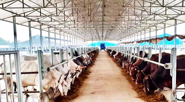 মিরসরাইয়ে চাহিদার দ্বিগুণ কুরবানির পশু প্রস্তুত