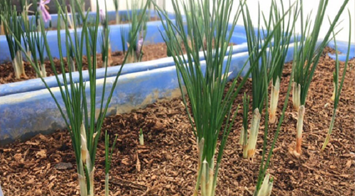 বাংলাদেশের মাটিতে রেড গোল্ড জাফরান চাষে সফল