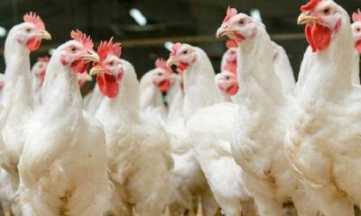 ব্রয়লার মুরগির দাম বেড়েই চলেছে
