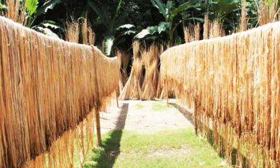 লক্ষ্যমাত্রার বেশি উৎপাদন পাট, দামে কৃষকে মুখে হাসি