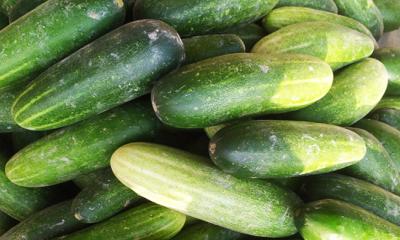 এক কেজি শসার দাম মাত্র ৫ টাকা !