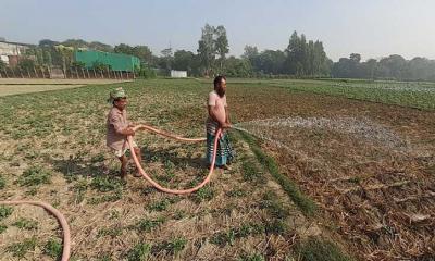 আলুক্ষেত পরিচর্যায় ব্যস্ত কৃষক