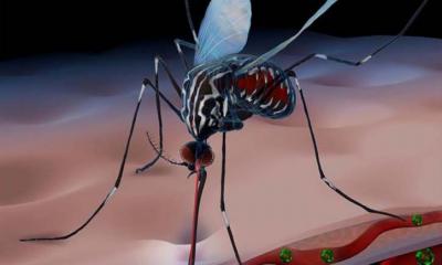 ডেঙ্গুতে নতুন হাসপাতালে ভর্তি ৮ জন, মোট ৪০