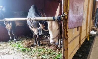 আজ থেকে চালু হচ্ছে পশুবাহী স্পেশাল ট্রেন