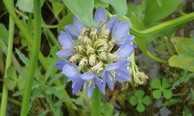 আকাশের রঙমাখা ‘বড়নখা’