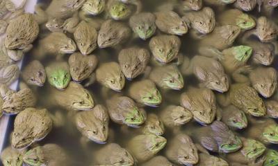 ব্যাঙ চাষে স্বল্প পুঁজি, স্বল্প জায়গা, অধিক লাভ