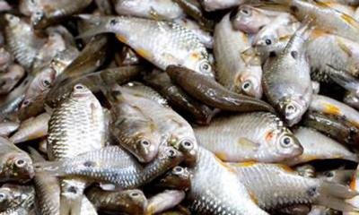 পাতে ফিরছে হারিয়ে যাওয়া মাছ