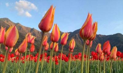 জান্নাতের নাজনিয়ামত