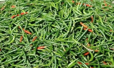 হিলি স্থলবন্দর দিয়ে কাঁচা মরিচ আমদানি শুরু