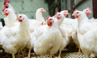 ফার্মের মুরগিতে ক্যানসার!