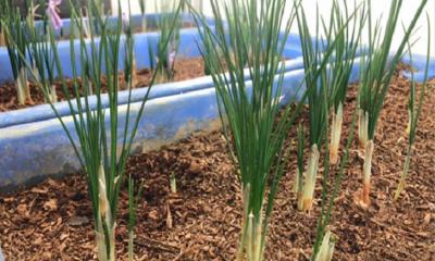 বাংলাদেশের মাটিতে রেড গোল্ড জাফরান চাষে সফল