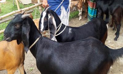 বাংলাদেশের ব্ল্যাক বেঙ্গল