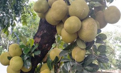 খাদ্যসংকট মোকাবিলায় জাতীয় ফল কাঁঠাল