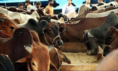 কোরবানির ঈদে দেশি গরু-মহিষে ভরসা