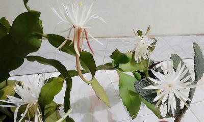 রাতের আঁধার আলো করল নাইট কুইন ফুল  