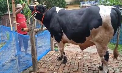 ২১ মণের ‘শের খান’  প্রতিদিন খাবার খায় ১৮০ কেজি