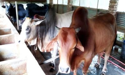 চিন্তিত পশু খামারিরা