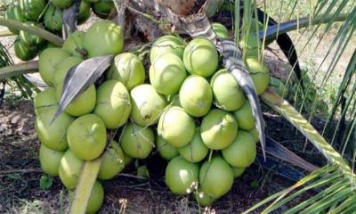 খাটো জাতের নারিকেল গাছে তিন বছরেই ফল