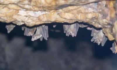 এবার বিশ্বে নতুন আতঙ্ক ‘মারবুর্গ ভাইরাস’