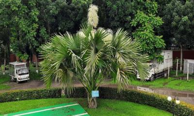 ‘মরণ ফুল’ ফুটেছে তালিপাম গাছে