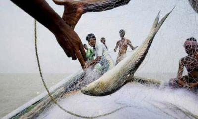 ইলিশ ধরায় ১২ জেলের জরিমানা-কারাদণ্ড