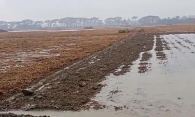 পানির নিচে কৃষকের ৩০ কোটি টাকার আলু