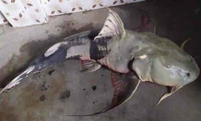 যমুনা নদী থেকে বড়শিতে ধরা পড়ল ৪৮ কেজির বাঘাইড়​​​​​​​