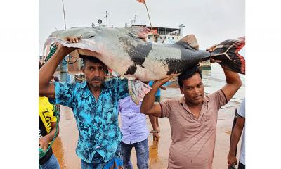 পদ্মা-যমুনার মোহনায় ধরা পড়ল ৪৭ কেজির বাঘাইড়