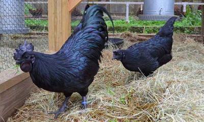 কালো মুরগি খেলে সারবে যেসব কঠিন রোগ