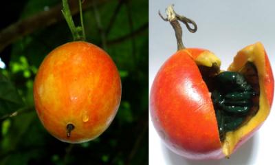 মাকাল ফলেরও রয়েছে ঔষধি গুণ