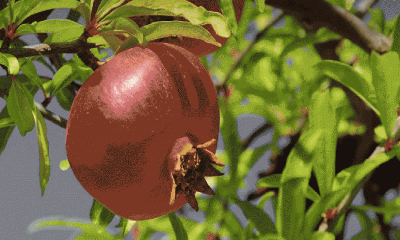 ডালিমের ১০ আশ্চর্য গুণ