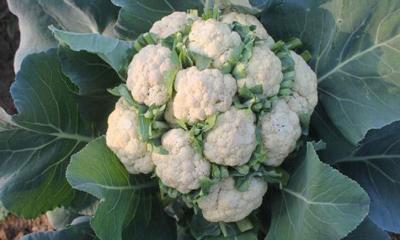 ক্যান্সার রোধে ফুলকপি, আরো যেসব উপকারিতা