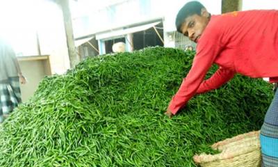 দাম কমেছে কাঁচা মরিচের