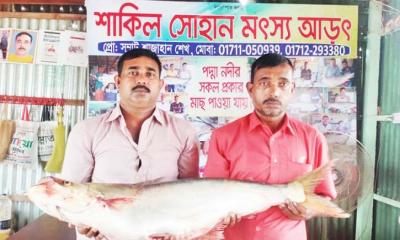 পদ্মায় বিশাল ঢাই বিক্রি হলো ৩৫ হাজারে 