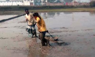 বাবার সঙ্গে কৃষিকাজ করছেন ক্রিকেটার মারুফা