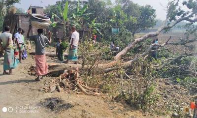 অবৈধভাবে সরকারি গাছ কাটার অভিযোগ